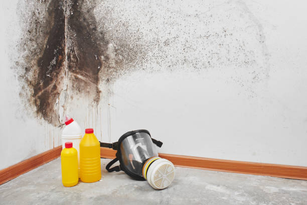 Best Attic Mold Removal  in Cairo, IL