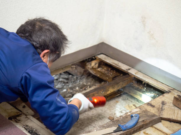 Mold Removal Process in Cairo, IL