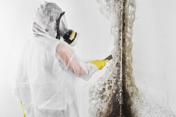 Best Same-Day Mold Removal  in Cairo, IL