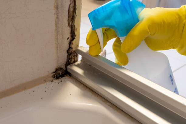 Best Home Mold Removal  in Cairo, IL