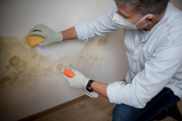 Certified Mold Removal in Cairo, IL