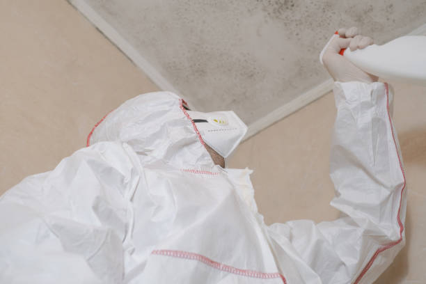 Best Mold Remediation Experts  in Cairo, IL