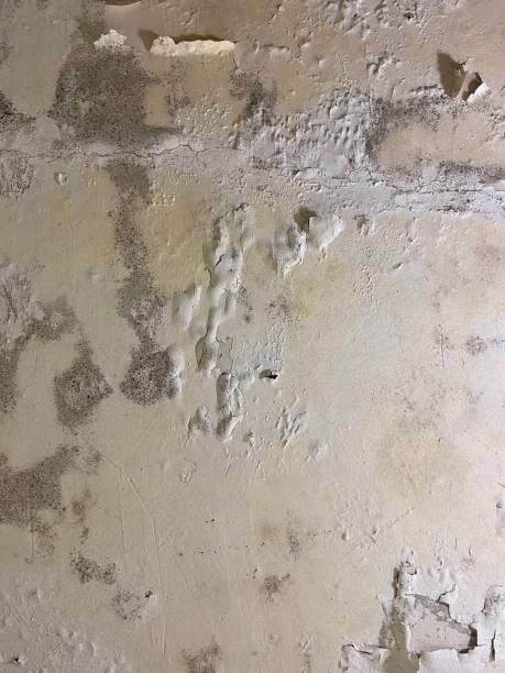 Professional Mold Removal in Cairo, IL